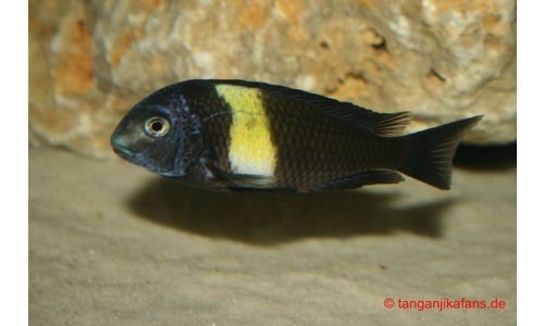 Tropheus duboisi Maswa